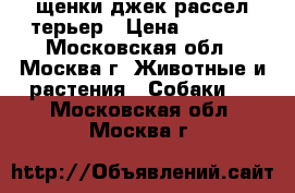 щенки джек рассел терьер › Цена ­ 7 000 - Московская обл., Москва г. Животные и растения » Собаки   . Московская обл.,Москва г.